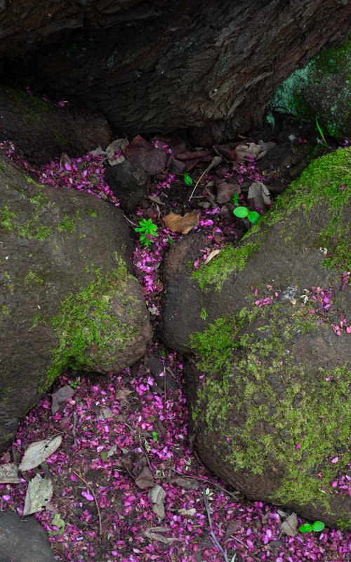 Roots & Petals — Rome Botanical Garden by Chiara Vignudelli