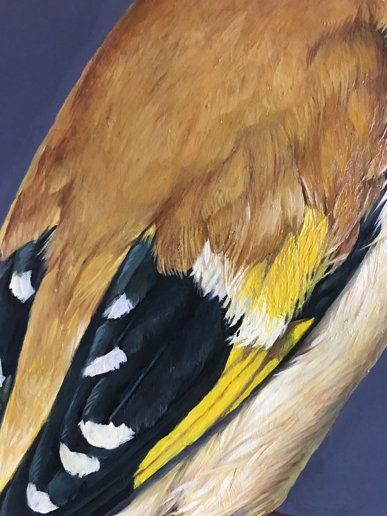 Goldfinch 4