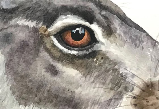 Hare