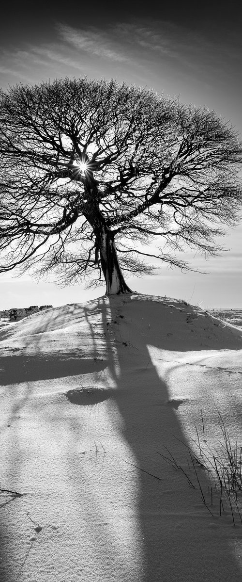 The Peak Tree-Peak District by Stephen Hodgetts Photography