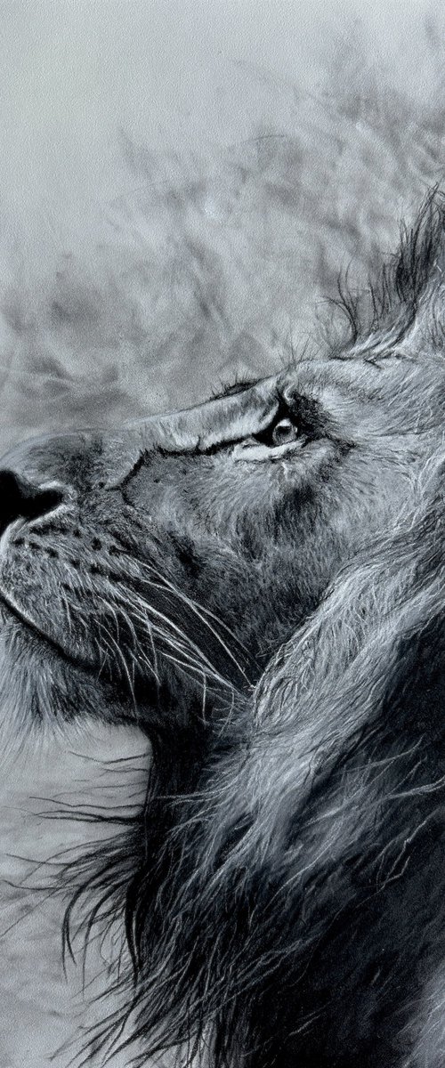 A Dreamer, original Lion by Paul Hardern