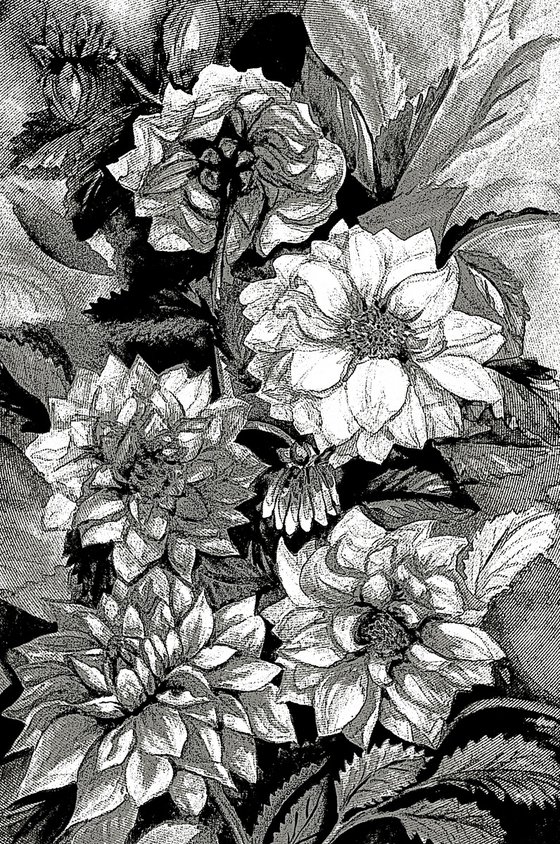 Chrysanthemums in black and white, print