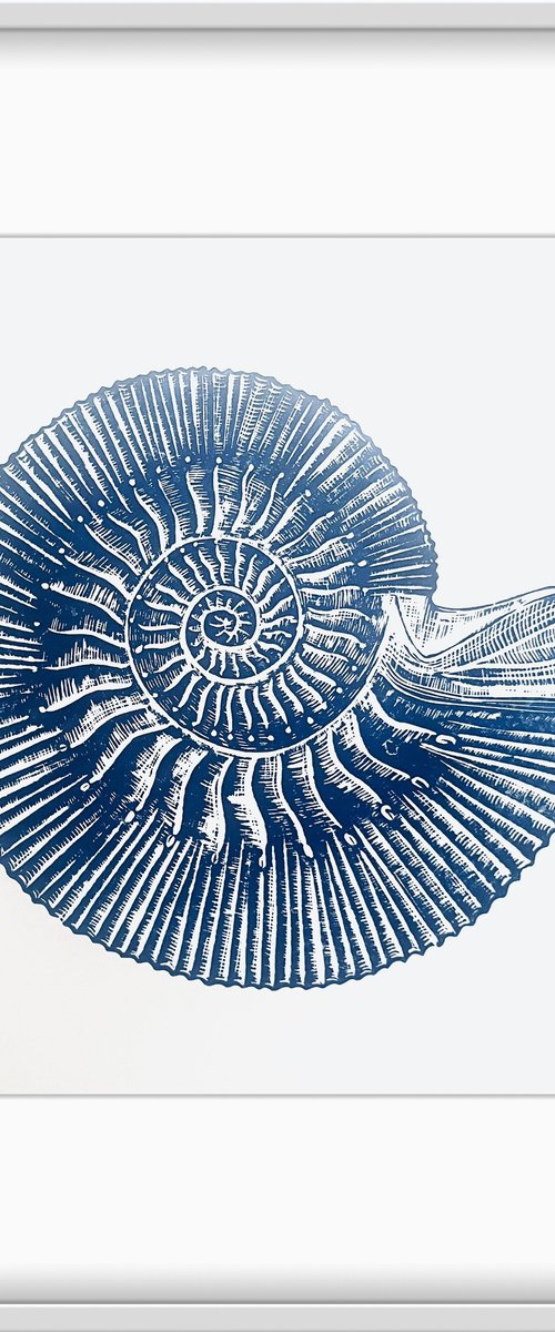 Ammonite by Amy Cundall