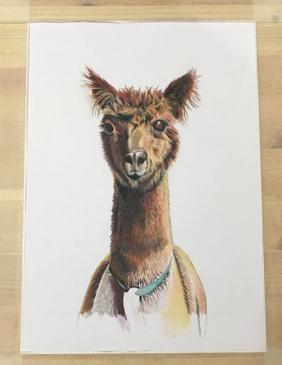 ‘Alfie’ (alpaca)