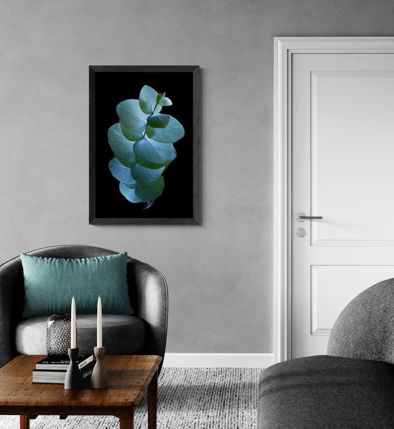 Eucalyptus Silver Dollar Leaves