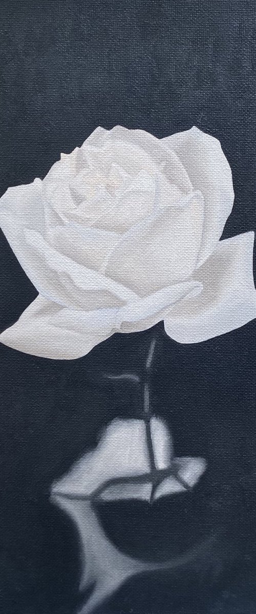 White Rose by Jill Ann Harper