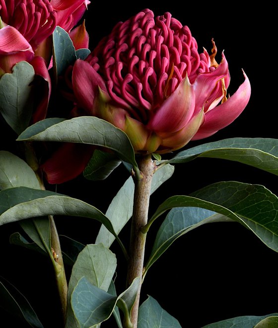 Waratah