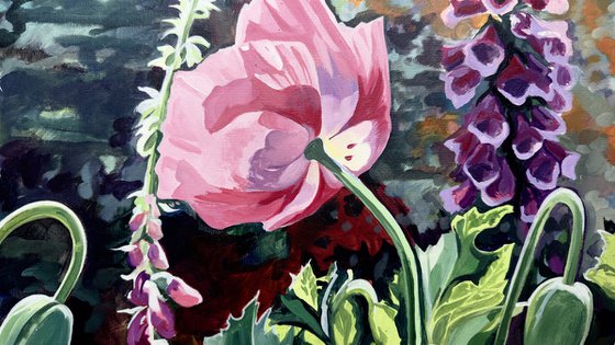 Poppies In The Sunlight