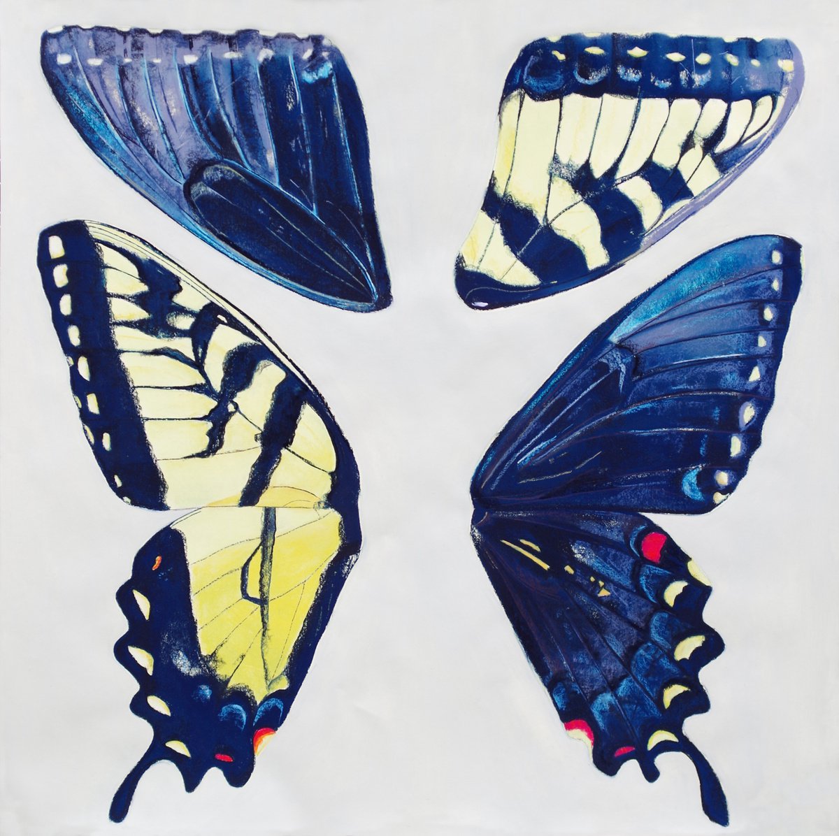 Papilio glaucus (tiger swallowtail) by Malwina Jachimczak