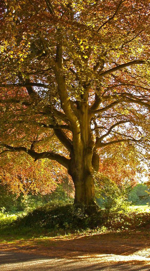 Copper Beech, Rural Hampshire by Alex Cassels