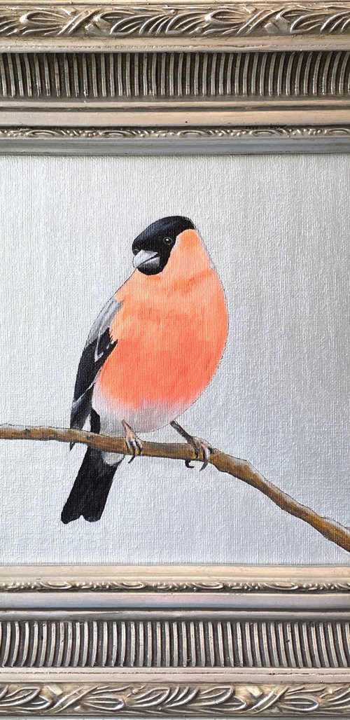 Mister Bullfinch by Kaz  Jones