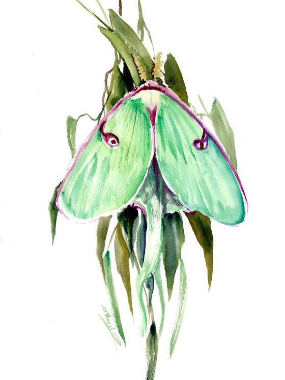 Luna Moth