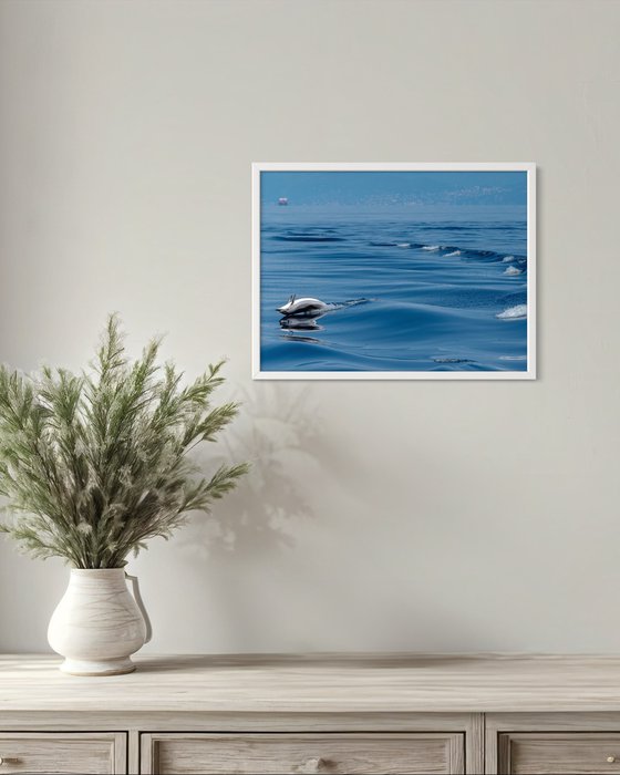 DOLPHIN LIFE