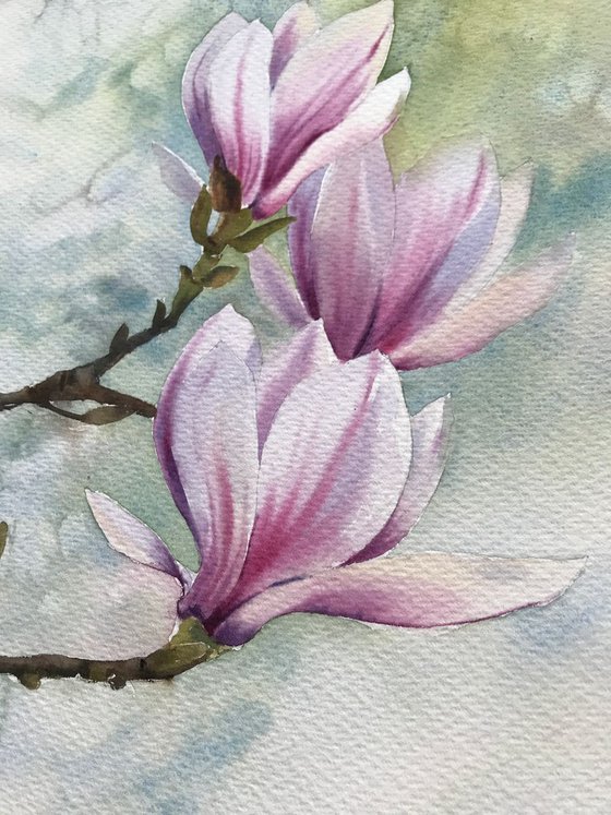 Magnolia Flowers