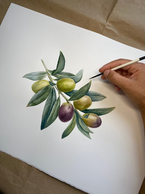Olive Branch