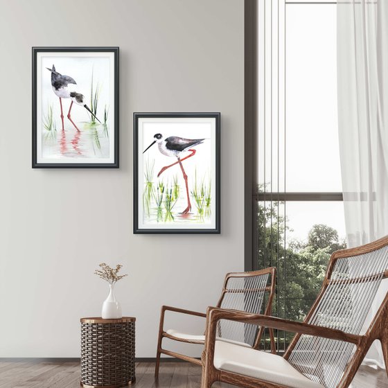 A pair of Black-necked stilt