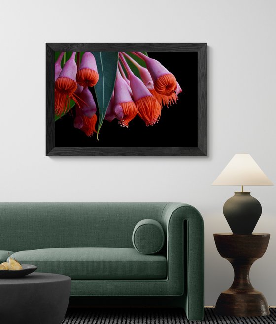 Corymbia Ficifolia Baby Orange