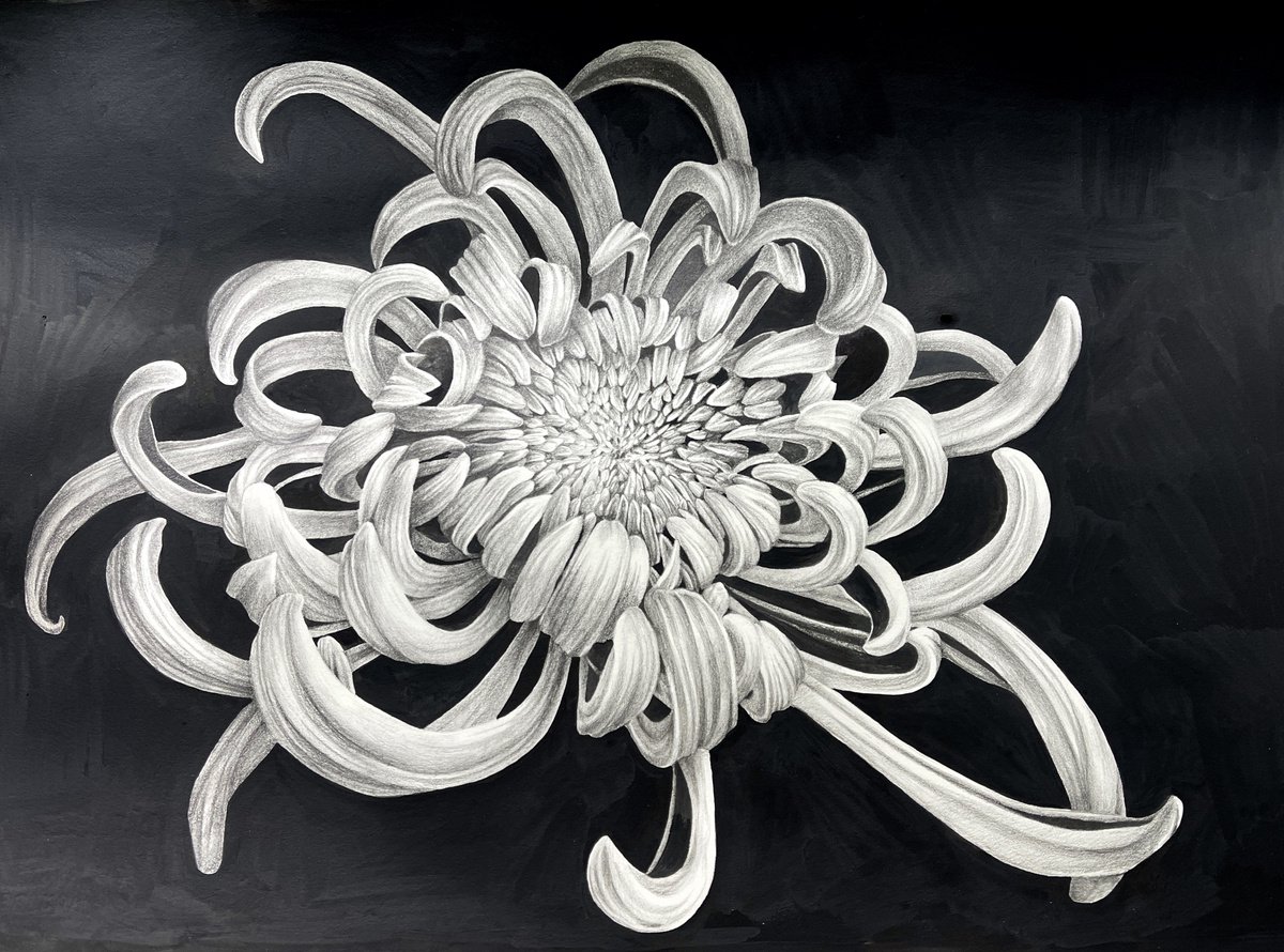 Chrysanthemum (30x40 cm) original botanical artwork by Alisa Diakova