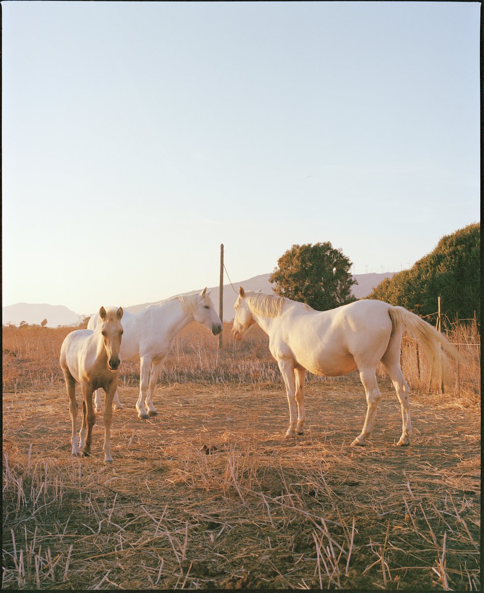 The Sun Horses 01 (large) by Vikram Kushwah Pictures