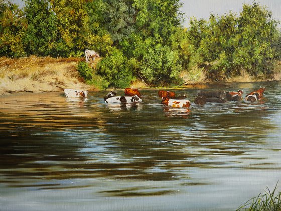 Cows in River