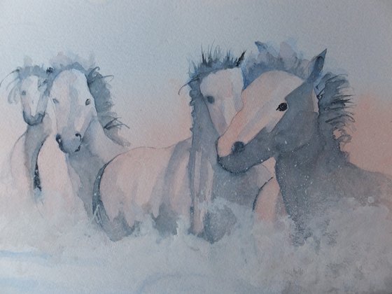 Wild Horses in the Camargue