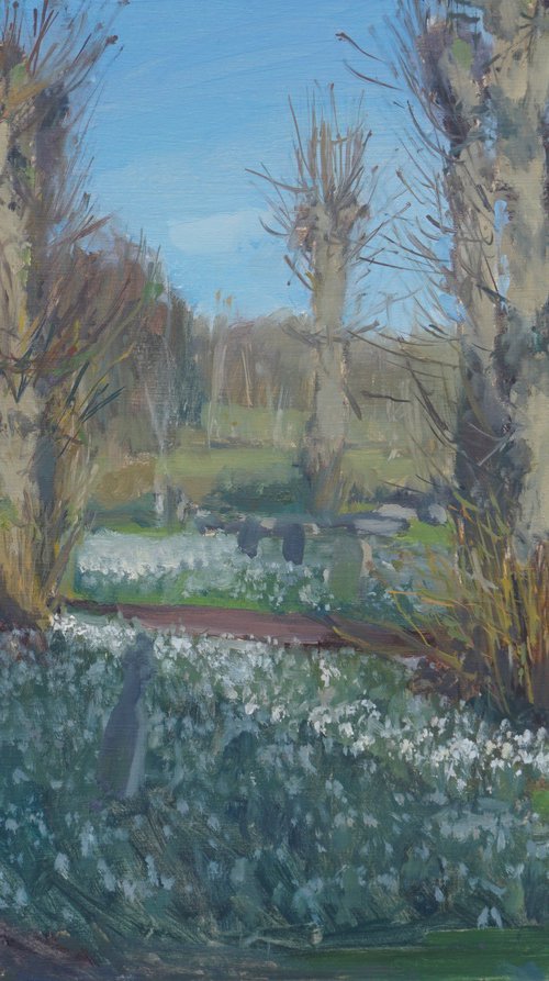 Snowdrops in Afternoon Light by Alex James Long