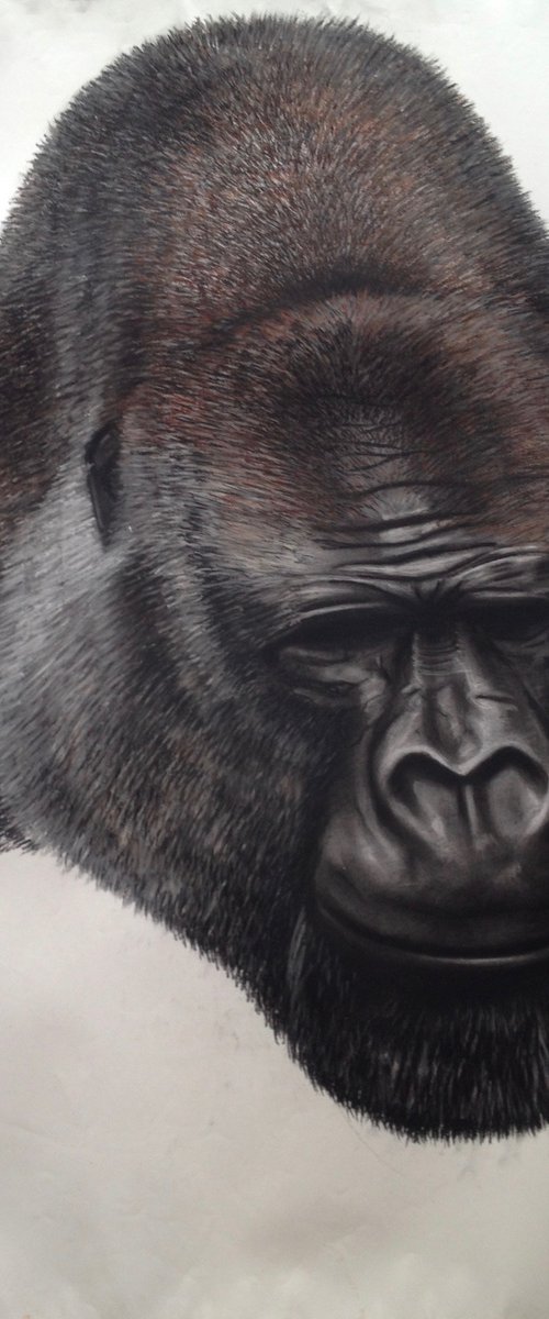 Gorilla by David Lloyd