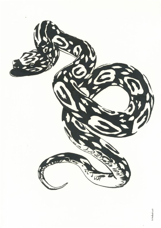 Snake I Animal Drawing