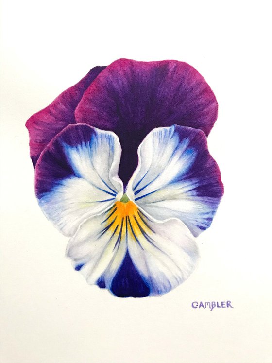 Pansy