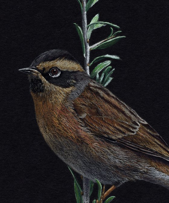 Black-throated accentor
