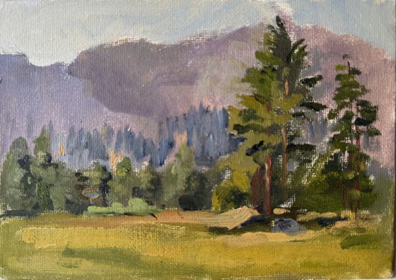 Redwoods on the meadow