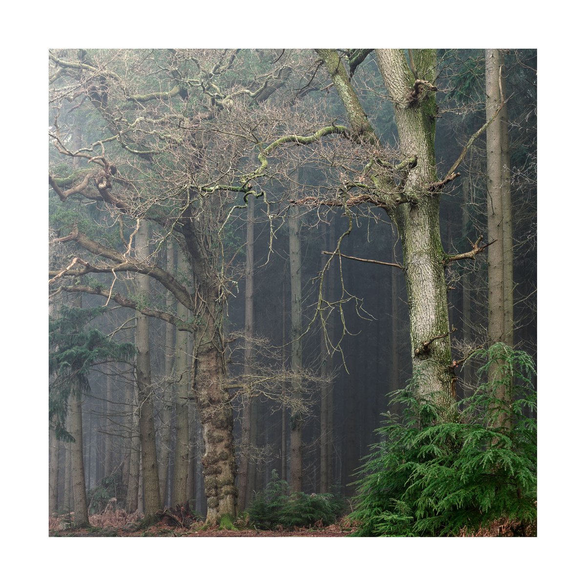 New Forest 2014-V by David Baker