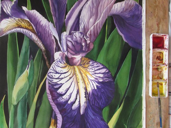 Dutch iris with greens