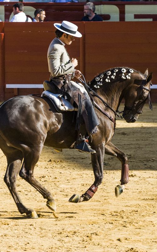 SPANISH HORSEMAN by Andrew Lever