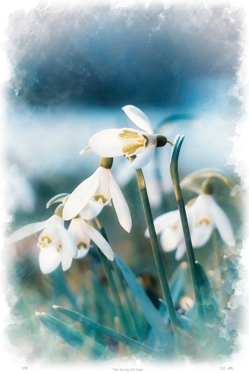 The Spring Will Come - limited edition print of an art photo of the first spring flower, b... by Inna Etuvgi