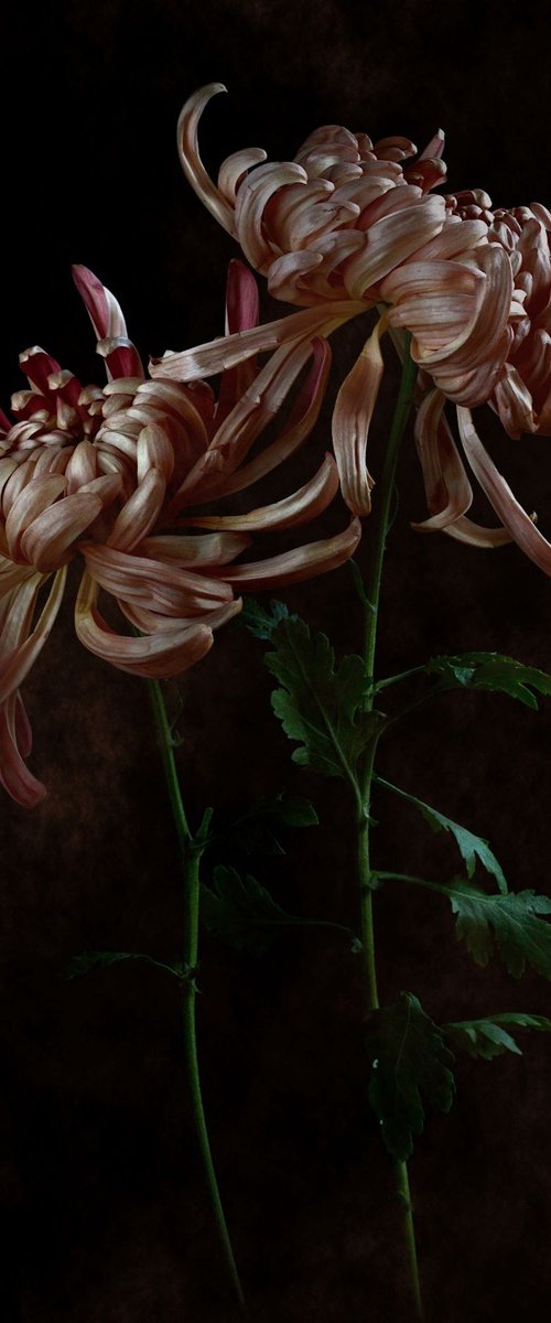 Vienna Copper Chrysanthemums by Nadia Culph