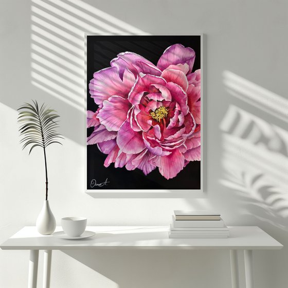 Midnight Peony