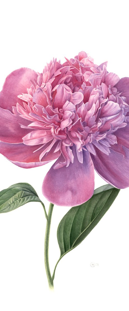 Pink bloom of peony by Yuliia Moiseieva