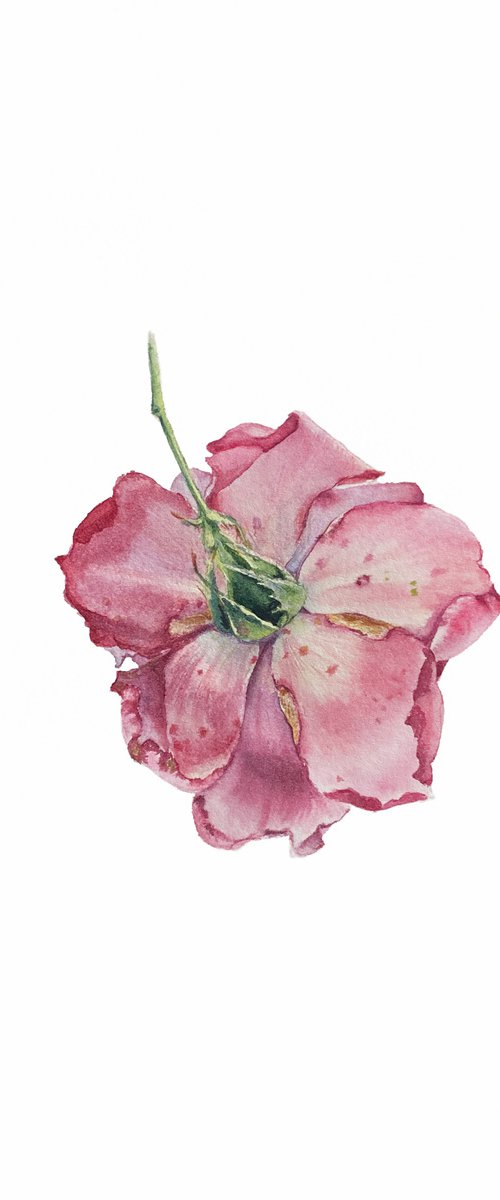 Rose. Original watercolour artwork. by Nataliia Kupchyk