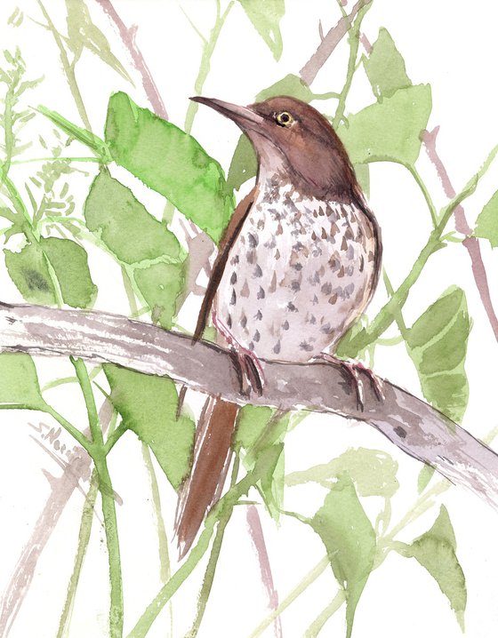 Brown Thrasher