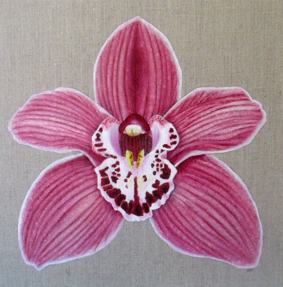 Orchid Summer Geyser Candy