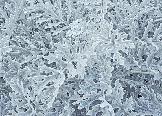 Frost on a flower