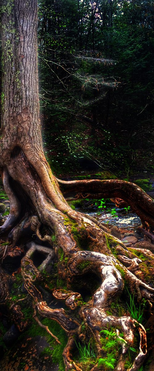 Gnarled tree by Alison Maloney