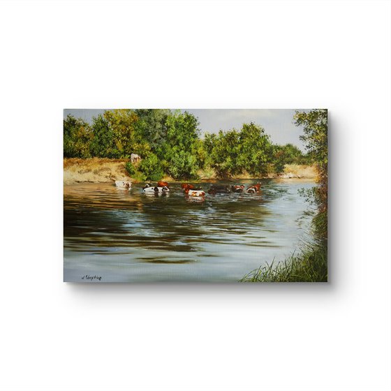 Cows in River