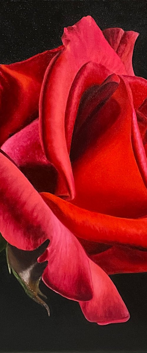 Red Rose by Alla Kallass