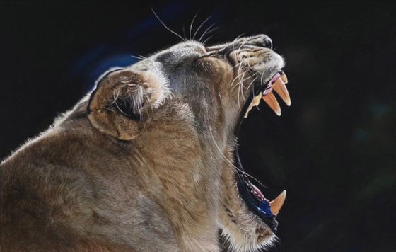 Lioness
