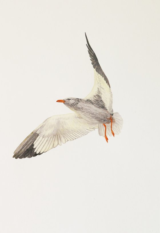 One gull sketch (1/5)