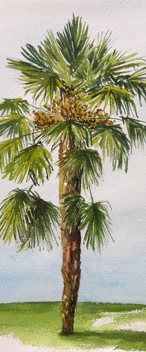 Palm tree - plein air by Krystyna Szczepanowski