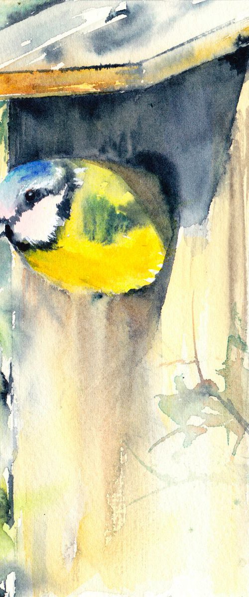 Blue tit by Anjana Cawdell