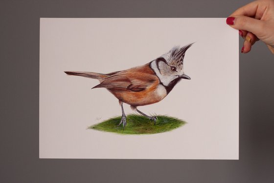 Birds Collection IX